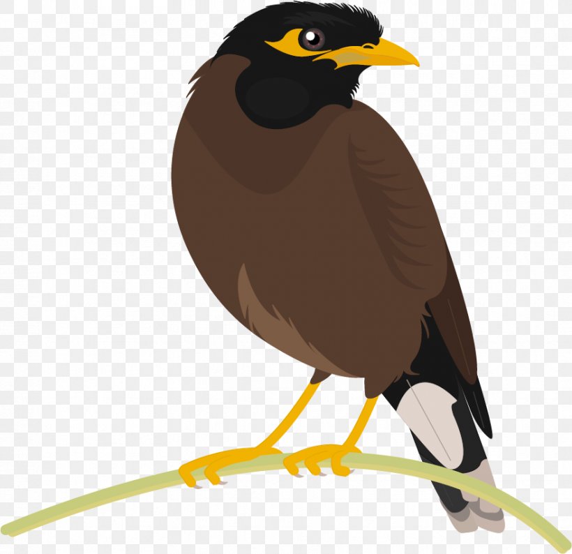 Common Myna Bird Beak, PNG, 881x854px, Common Myna, Acridotheres, Angling, Beak, Bird Download Free