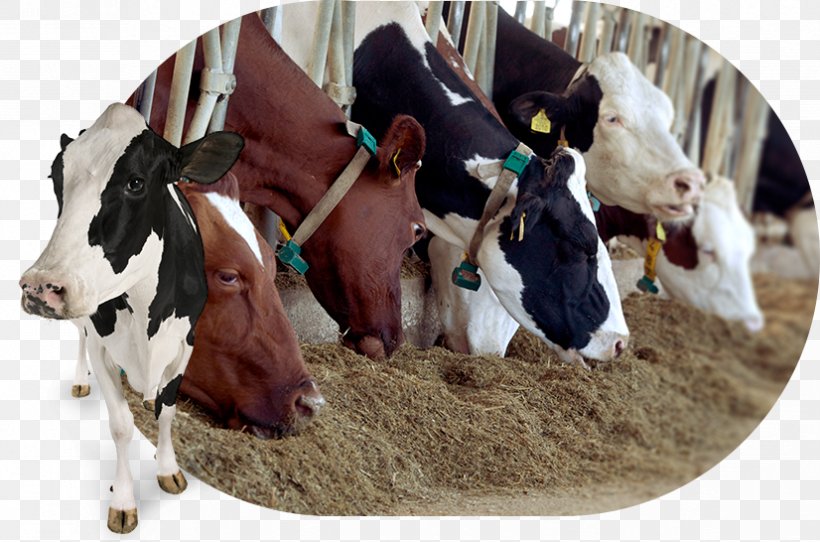 Dairy Cattle Le Sort De Bonté III Bull, PNG, 826x546px, Dairy Cattle, Book, Bull, Cattle, Cattle Like Mammal Download Free