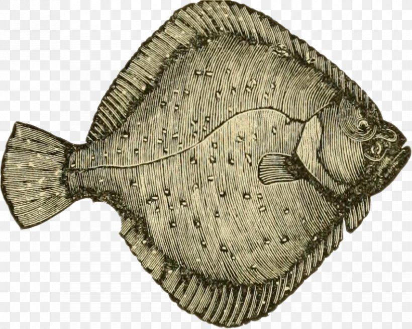 Flounder Flatfish Turbot Predatory Fish, PNG, 852x680px, Flounder, Beach, Drawing, Fauna, Fish Download Free