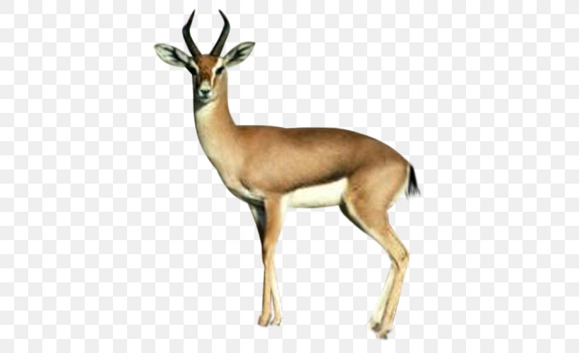 Springbok Deer Antelope, PNG, 500x500px, Springbok, Albom, Animation, Antelope, Antler Download Free