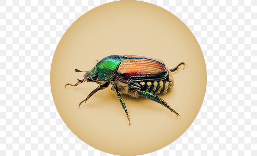 Dung Beetle Scarabs Missouri Japanese Beetle, PNG, 500x500px, Dung Beetle, Arthropod, Beetle, Calosoma, Fiery Searcher Download Free