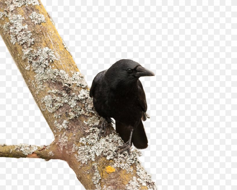 American Crow New Caledonian Crow Bird Common Raven, PNG, 3140x2512px, American Crow, Beak, Bird, Cartoon, Common Raven Download Free