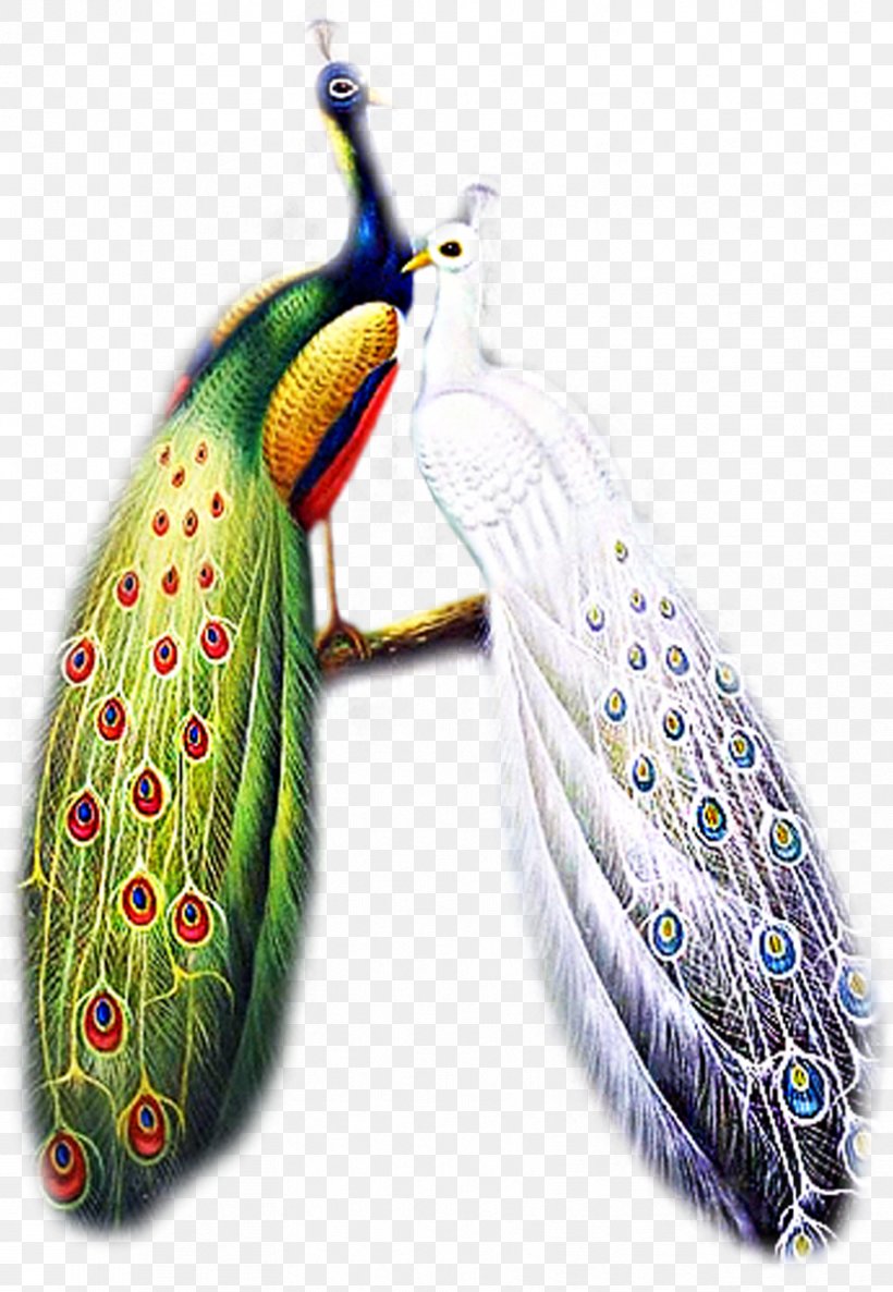 Bird Asiatic Peafowl Clip Art, PNG, 829x1200px, Bird, Asiatic Peafowl, Feather, Organism, Peafowl Download Free