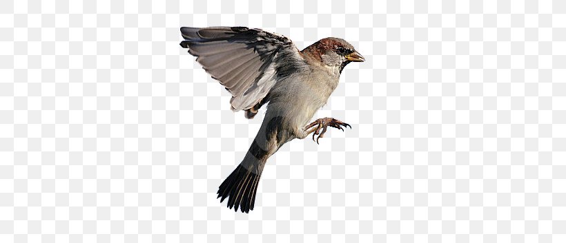 House Sparrow Bird Flight Eurasian Tree Sparrow, PNG, 400x353px, Sparrow, Animal, Beak, Bird, Bird Of Prey Download Free