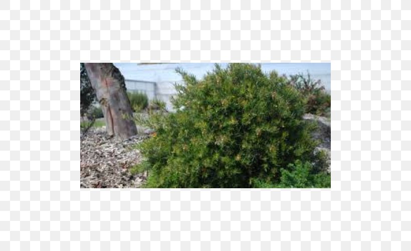 Plant Grevillea Rosmarinifolia Tree Shrub Conifers, PNG, 500x500px, Plant, Biome, Conifer, Conifers, Cupressus Download Free