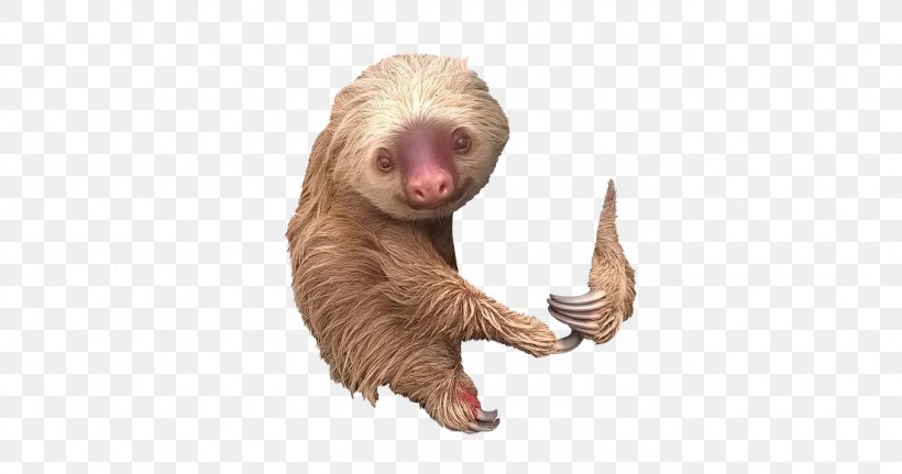 Sloth Lion Imgur Snout Carnivora, PNG, 1360x716px, 2018, Sloth, Carnivora, Carnivoran, Fauna Download Free