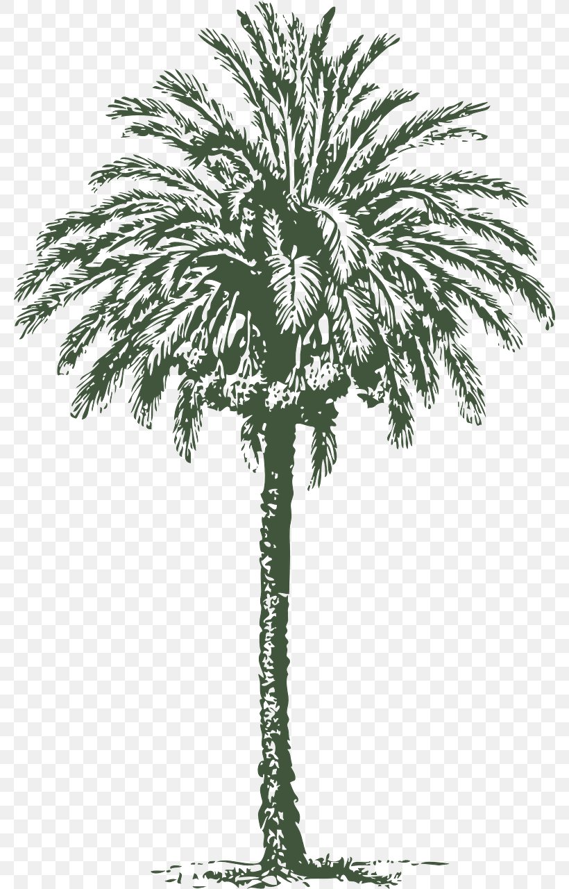 Arecaceae Date Palm Ripple Associates Tree, PNG, 780x1280px, Arecaceae, Arecales, Black And White, Borassus Flabellifer, Branch Download Free