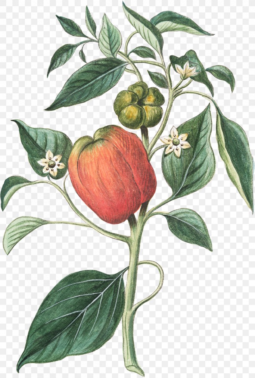 Bell Pepper Botany Drawing Bush Tomato Chili Pepper, PNG, 1214x1800px, Bell Pepper, Bell Peppers And Chili Peppers, Black Pepper, Botanical Illustration, Botany Download Free