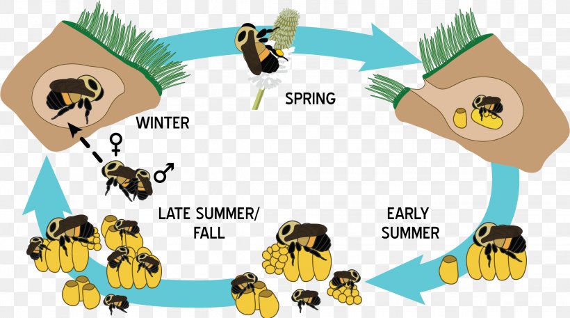 Cartoon Bee, PNG, 2238x1248px, Western Honey Bee, Bee, Beehive, Biological Life Cycle, Bumblebee Download Free
