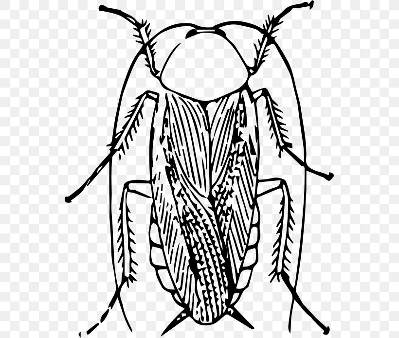 Cockroach Insect Drawing Clip Art, PNG, 554x695px, Cockroach, Art, Arthropod, Artwork, Black And White Download Free