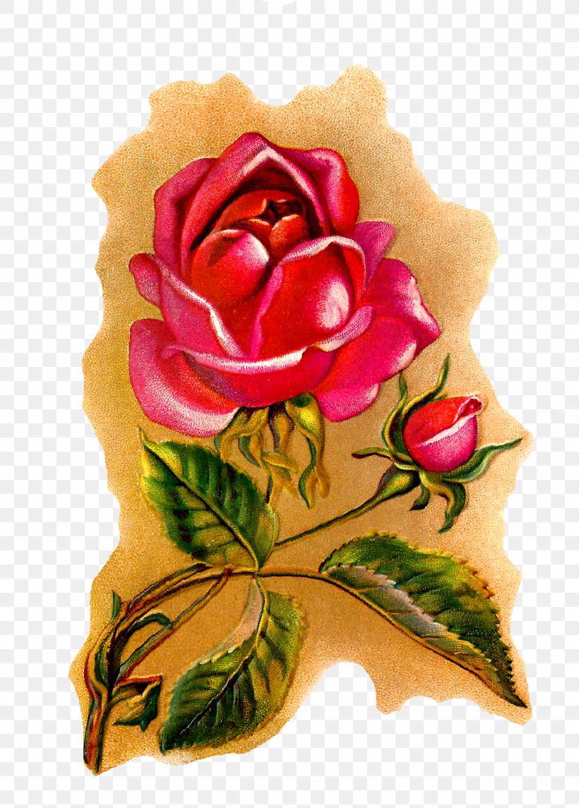 Garden Roses Flower Centifolia Roses Botanical Illustration Botany, PNG, 1110x1550px, Garden Roses, Botanical Illustration, Botany, Centifolia Roses, Cut Flowers Download Free