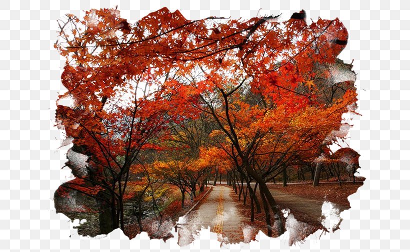Golden Autumn LiveInternet Clip Art, PNG, 650x505px, Autumn, Blog, Branch, Diary, Golden Autumn Download Free