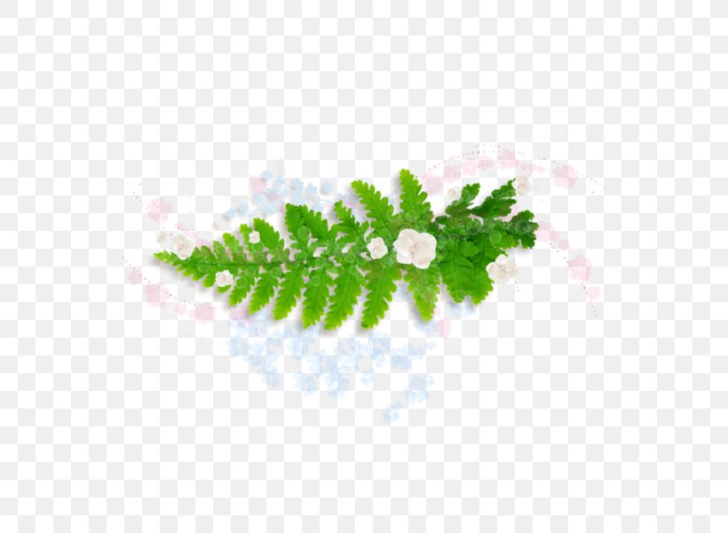 Leaf Burknar Green Plant, PNG, 600x600px, Leaf, Burknar, Eagle Fern, Green, Herbaceous Plant Download Free