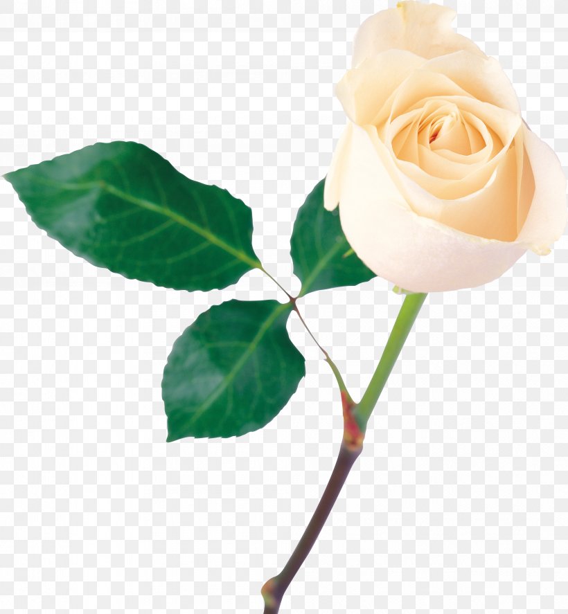 Rose Clip Art, PNG, 4036x4367px, Rose, Bud, Cut Flowers, Floribunda, Flower Download Free