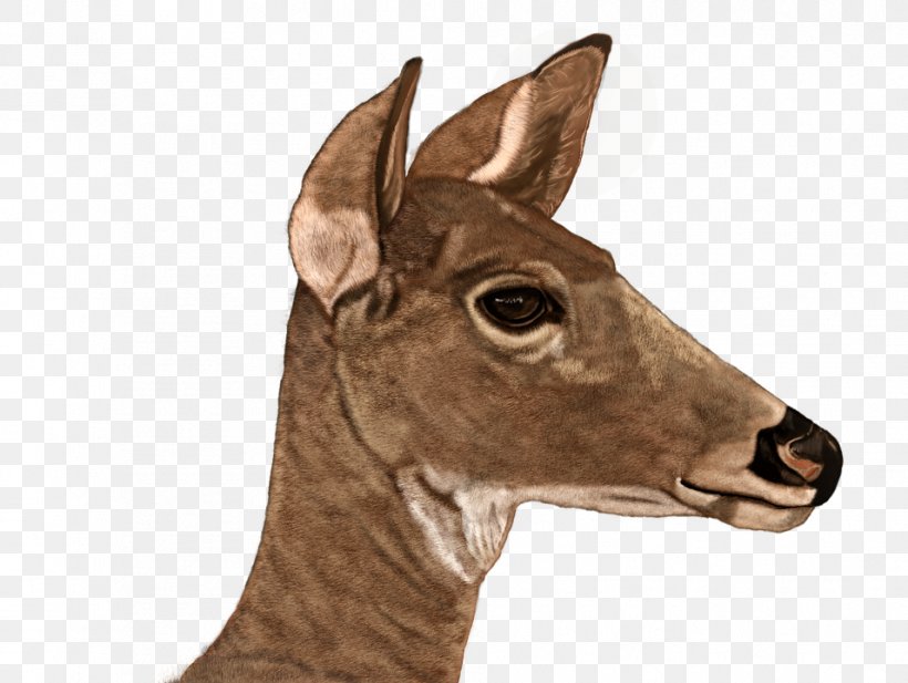 White-tailed Deer Digital Painting Roe Deer, PNG, 956x720px, Whitetailed Deer, Antelope, Antler, Art, Deer Download Free