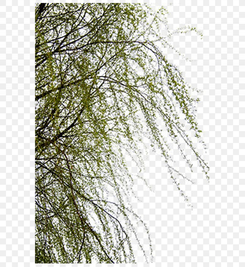 Willow Trees, PNG, 1230x1345px, Weeping Willow, Autocad Dxf, Branch, Grass, Leaf Download Free