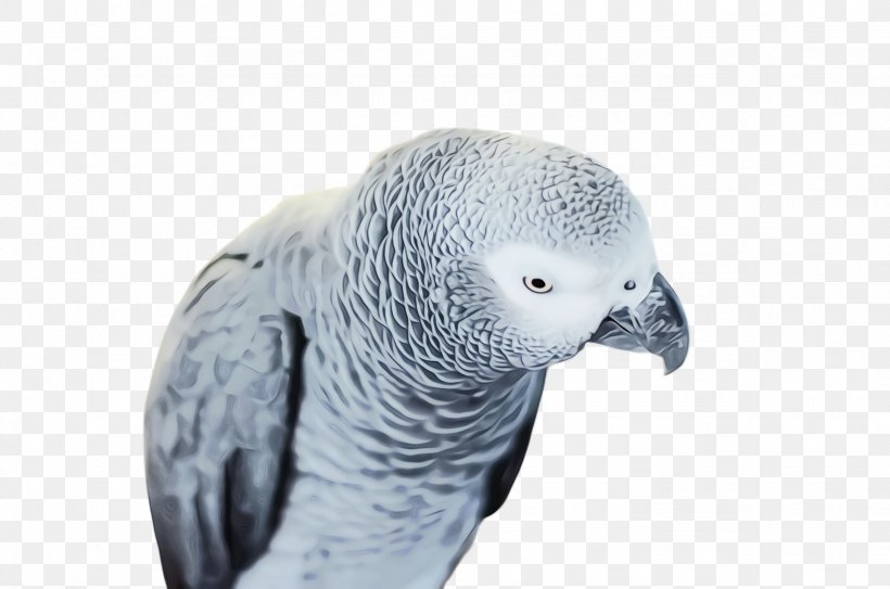 Colorful Background, PNG, 2456x1628px, Parrot, African Grey, Beak, Bird, Budgie Download Free