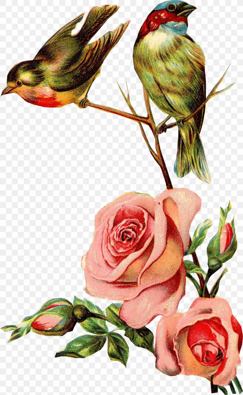 Swallow Bird Paper Clip Art, PNG, 884x1433px, Swallow, Antique, Art, Beak, Bird Download Free
