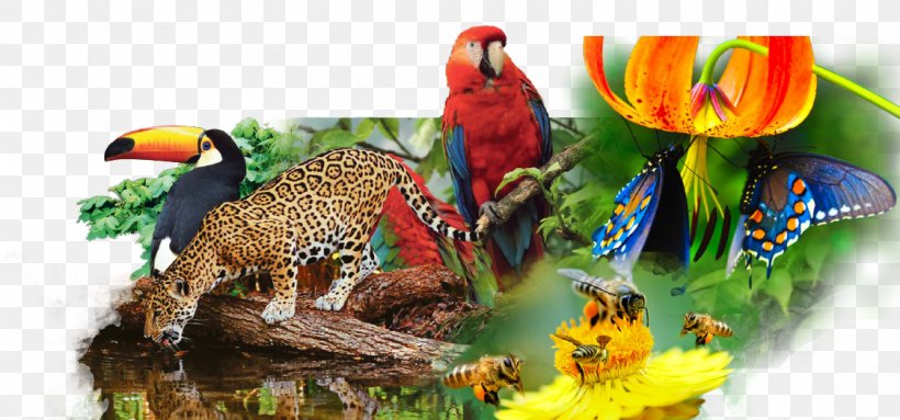 Biodiversity Delict Criminal Law Genetically Modified Organism Natural Environment, PNG, 1123x525px, Watercolor, Cartoon, Flower, Frame, Heart Download Free