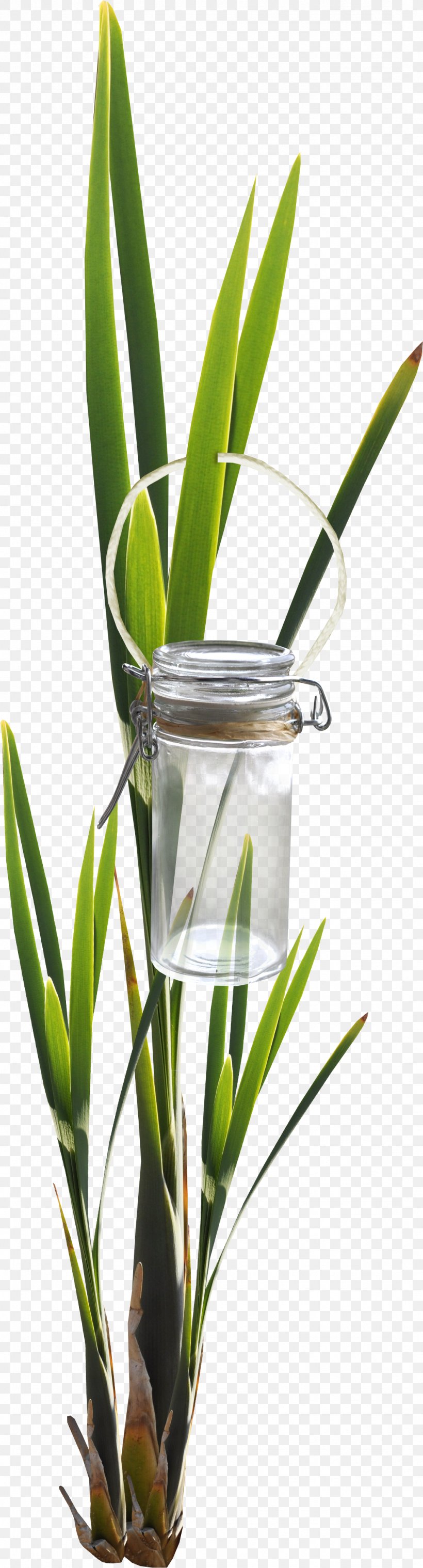 Bottle Leaf Glass Green, PNG, 1077x3991px, Bottle, Branch, Designer, Flower, Flowerpot Download Free