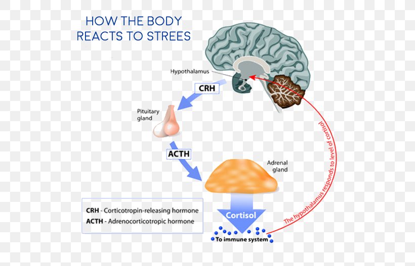 Cortisol Adrenal Gland Hormone Adrenal Cortex Hypothalamic–pituitary–adrenal Axis, PNG, 561x527px, Watercolor, Cartoon, Flower, Frame, Heart Download Free