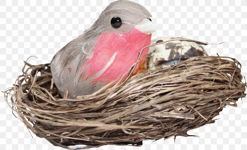 Edible Birds Nest Bird Nest, PNG, 2624x1599px, Bird, Beak, Bird Nest, Edible Birds Nest, Feather Download Free