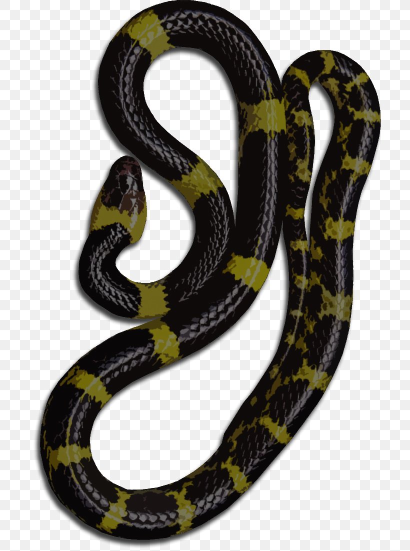 Kingsnakes Ophidiophobia Boa Constrictor Colubrid Snakes, PNG, 704x1102px, Kingsnakes, Boa Constrictor, Boas, Colubrid Snakes, Colubridae Download Free