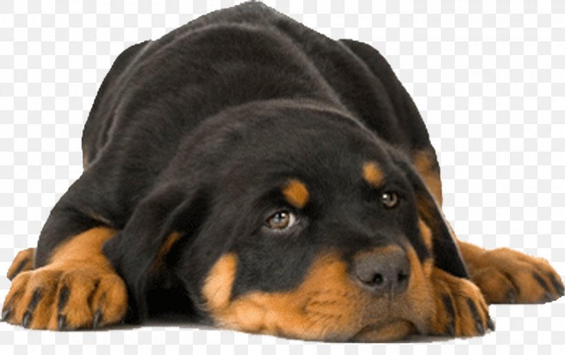 Training Your Rottweiler Puppy West Highland White Terrier The Rottweiler, PNG, 1400x880px, Rottweiler, American Kennel Club, Breed, Breeder, Carnivoran Download Free