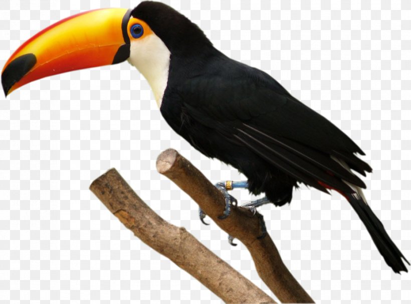 Bird Toco Toucan Parrot Clip Art, PNG, 928x689px, Bird, Beak, Drawing, Fauna Braziliei, Feather Download Free