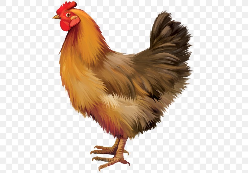 Chicken Adobe Illustrator Illustration, PNG, 750x571px, Chicken, Beak, Bird, Feather, Fowl Download Free