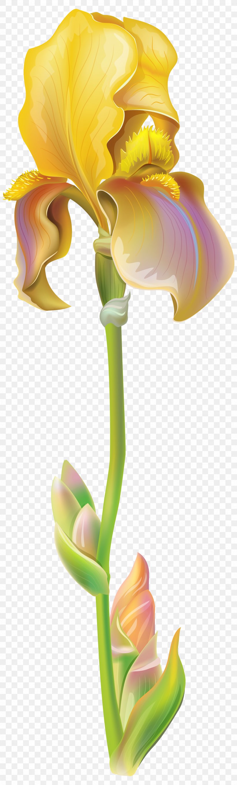 Iris Versicolor Flower Iris Pseudacorus Clip Art, PNG, 1823x6038px, Iris Versicolor, Color, Cut Flowers, Drawing, Figurine Download Free