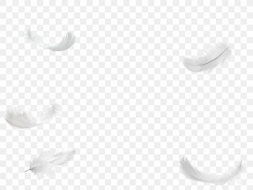 White Feather Bird, PNG, 1600x1200px, Feather, Bird, Black, Black And White, Close Up Download Free