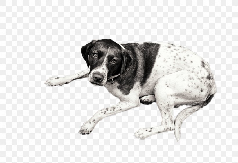 Dog Breed Old Danish Pointer Snout, PNG, 1024x702px, Dog Breed, Black And White, Breed, Carnivoran, Crossbreed Download Free