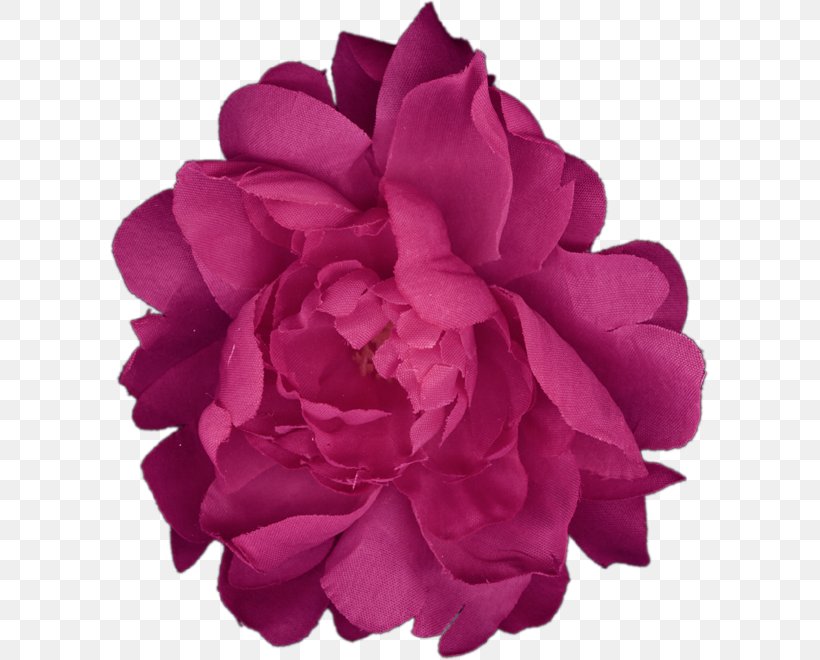 Garden Roses Cabbage Rose Peony Cut Flowers Petal, PNG, 599x660px, Garden Roses, Cabbage Rose, Cut Flowers, Family, Family Film Download Free