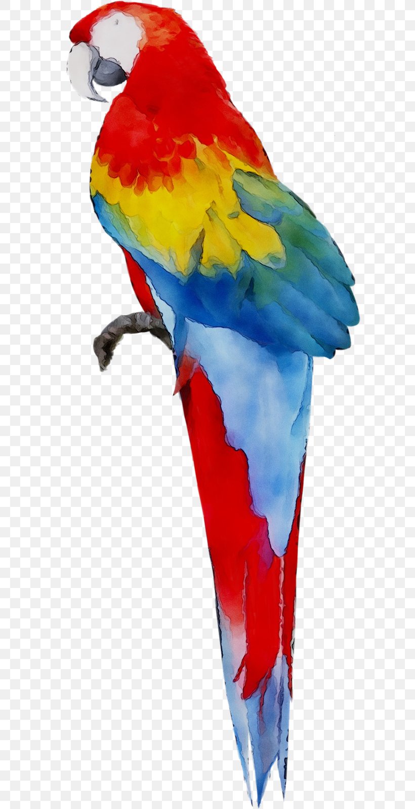 Macaw Parakeet Feather Beak Pet, PNG, 605x1596px, Macaw, Beak, Bird, Feather, Parakeet Download Free