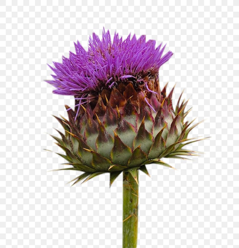 Milk Thistle Flowers Picture Material, PNG, 638x850px, Milk Thistle, Artichoke, Artichoke Thistle, Cardoon, Cynara Download Free