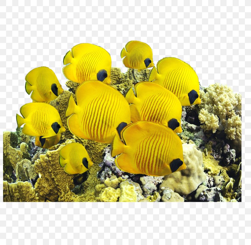 Saltwater Fish Yellow Tang Sea Underwater, PNG, 800x800px, Saltwater Fish, Butterflyfish, Coral, Coral Reef, Coral Reef Fish Download Free
