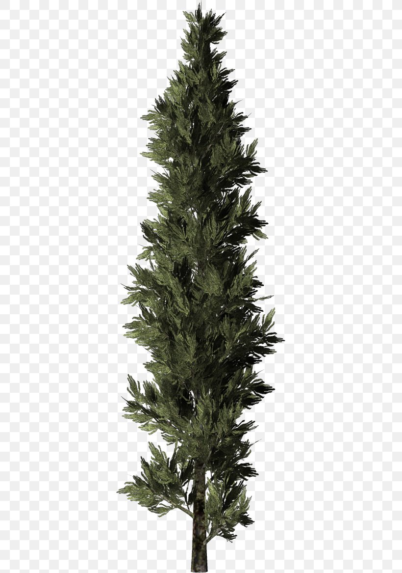 Spruce Christmas Tree Larch, PNG, 345x1167px, Spruce, American Larch, Balsam Fir, Branch, Christmas Day Download Free