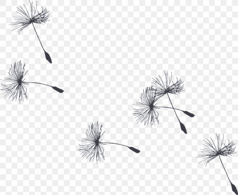 Black And White Flower, PNG, 879x720px, Drawing, Animal Jam, Black And White, Blackandwhite, Dandelion Download Free