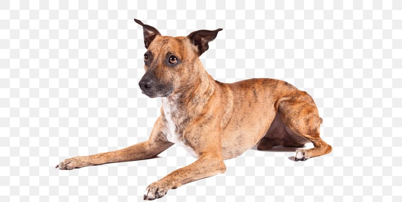 Dog Breed American Hairless Terrier Skye Terrier Rottweiler Jack Russell Terrier, PNG, 620x413px, Dog Breed, American Hairless Terrier, American Kennel Club, Animal, Breed Download Free