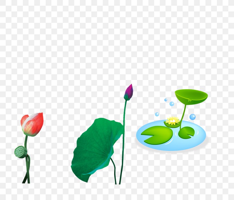 Nelumbo Nucifera Download Lilium, PNG, 800x700px, Nelumbo Nucifera, Flower, Flowering Plant, Leaf, Lilium Download Free