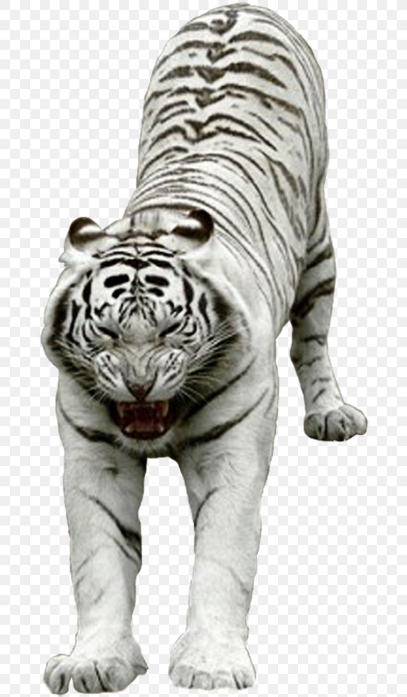 Felidae Cat Lion White Tiger Carnivora, PNG, 670x1406px, Felidae, Animal, Animal Figure, Bengal Tiger, Big Cat Download Free