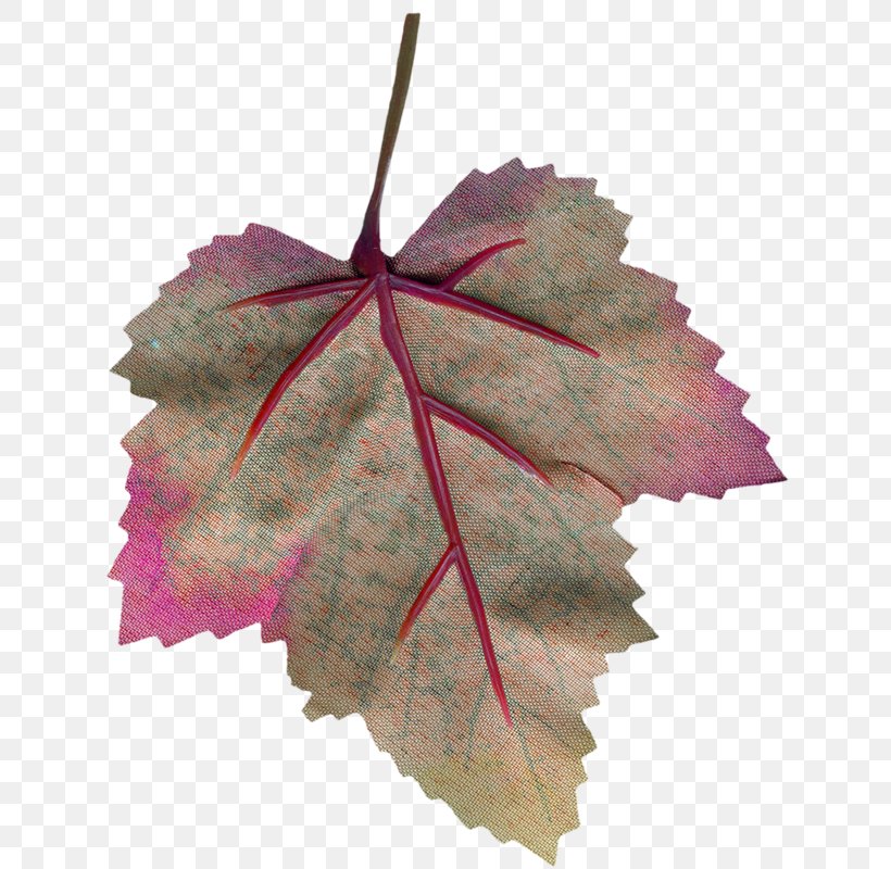 Maple Leaf Google Images, PNG, 652x800px, Leaf, Deciduous, Google Images, Grape Leaves, Grapevine Family Download Free
