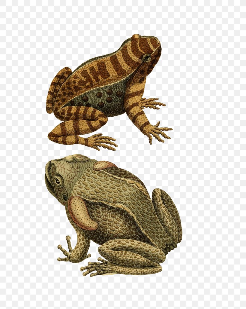 True Frog Toad Amphibian, PNG, 600x1028px, Frog, Amphibian, Art, Botanical Illustration, Common Frog Download Free