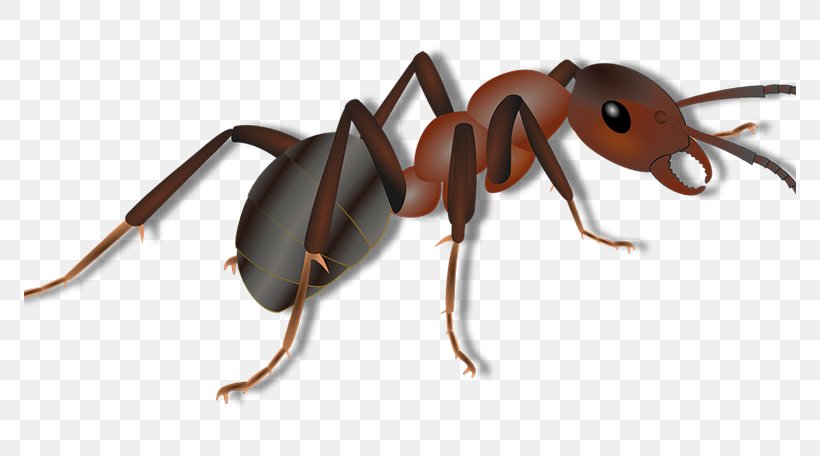 Black Carpenter Ant Insect Red Imported Fire Ant Termite, PNG, 772x456px, Ant, Ant Colony, Arthropod, Beetle, Black Carpenter Ant Download Free