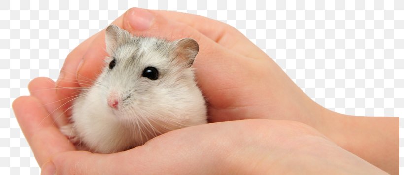 Gerbil Mouse Djungarian Hamster Pet Stock Photography, PNG, 800x356px, Gerbil, Asiatic Dwarf Hamsters, Cage, Depositphotos, Djungarian Hamster Download Free