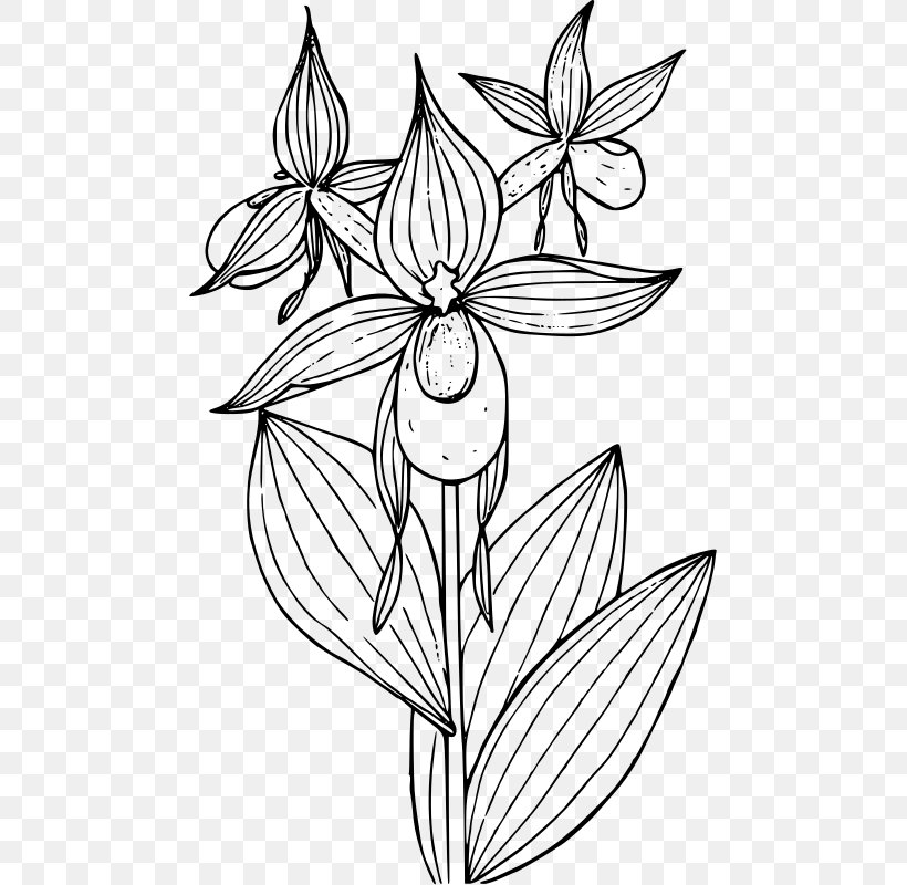 Lady's Slipper Orchids Cypripedium Reginae Cypripedium Montanum Clip Art, PNG, 477x800px, Slipper, Artwork, Black And White, Coloring Book, Cypripedium Download Free