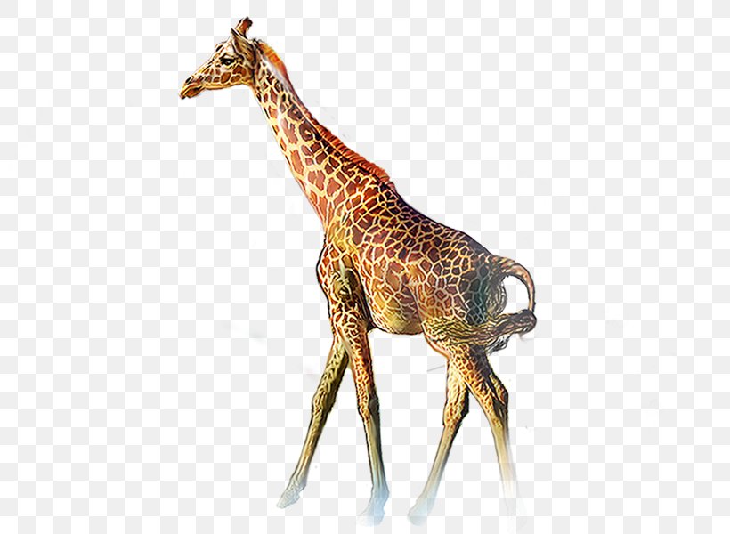 Northern Giraffe Animal Clip Art, PNG, 800x600px, Northern Giraffe, Animal, Deer, Fauna, Giraffe Download Free
