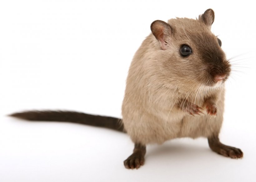Brown Rat Rodent Gerbil Fancy Mouse Hamster, PNG, 1599x1135px, Brown Rat, Animal, Black Rat, Cage, Degu Download Free