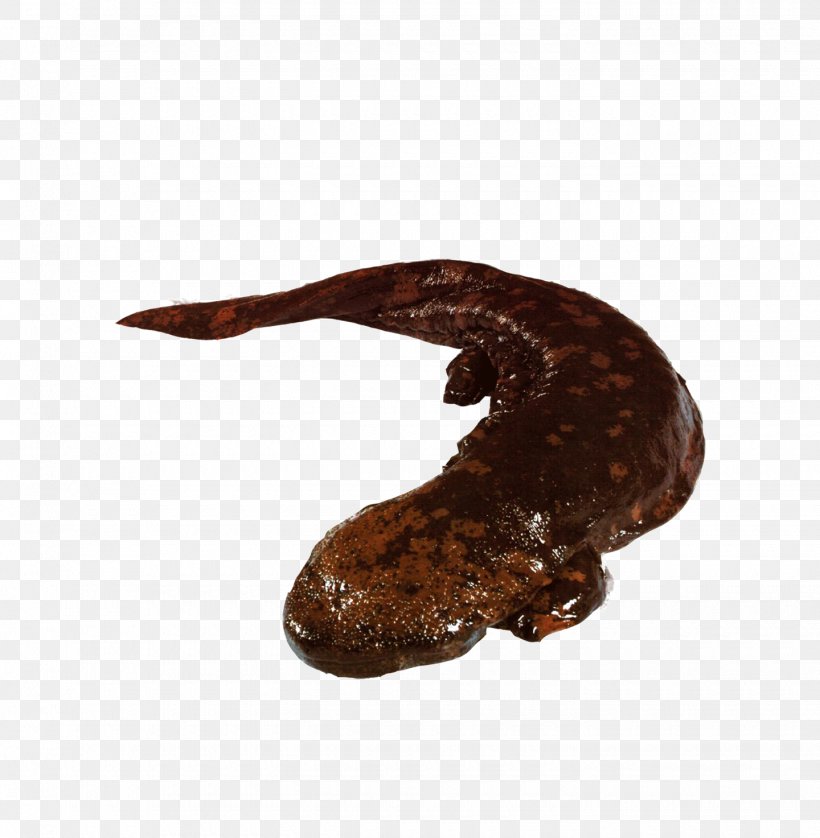 Chinese Giant Salamander Japanese Giant Salamander, PNG, 1440x1473px, Salamander, Animal, Chinese Giant Salamander, Fish, Giant Salamander Download Free